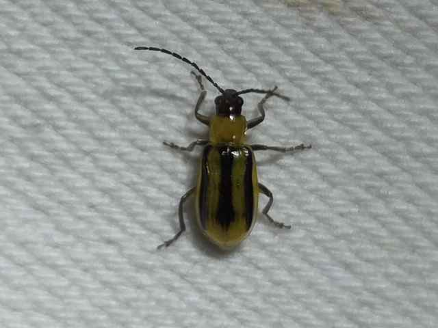 Diabrotica virgifera - amerikai kukoricabogár