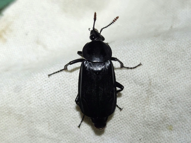 Necrodes littoralis - nagy dögbogár