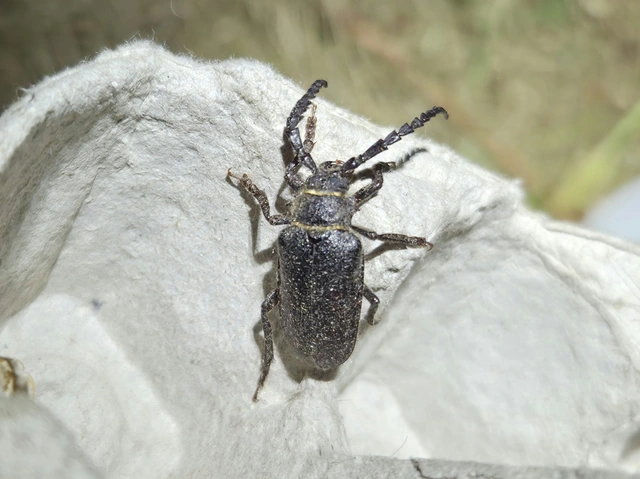 Prionus coriarius - csőszcincér