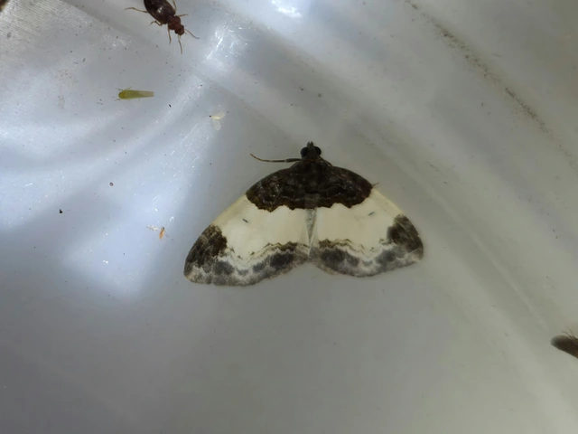 tarka fűzfaaraszoló - Mesoleuca albicillata