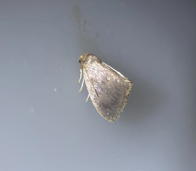 csigalepke - Heterogenea asella