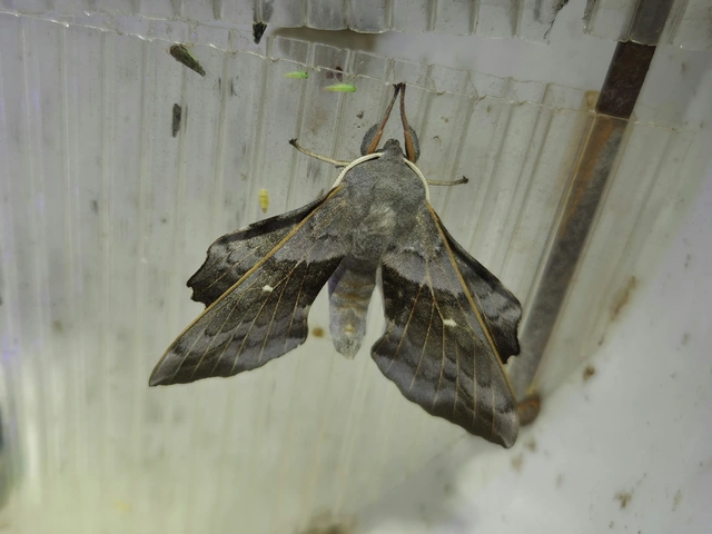 nyárfaszender - Laothoe populi