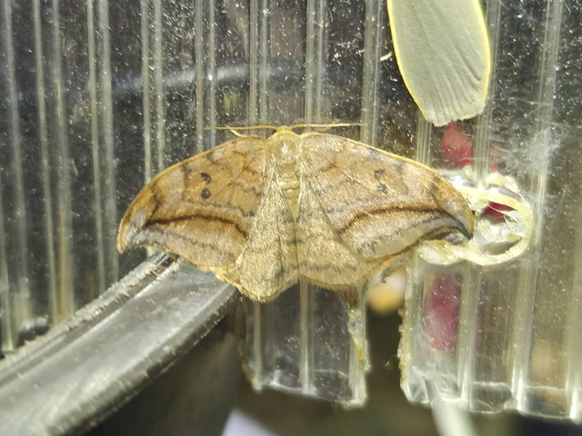 égerfa-sarlósszövő - Drepana curvatula