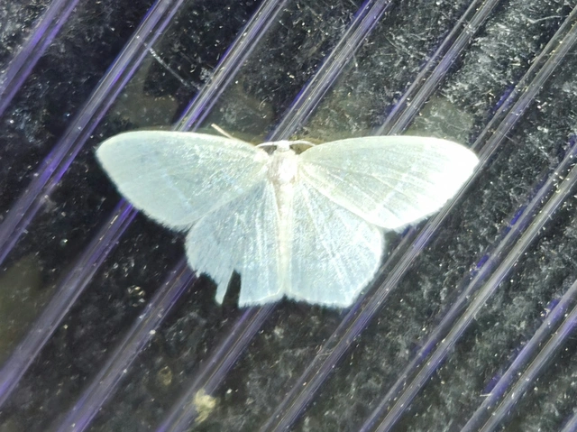 fehéres zöldaraszoló - Jodis lactearia