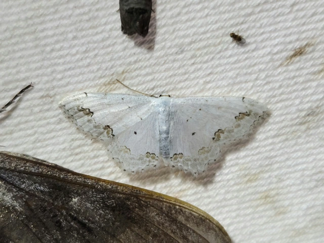 díszes fehéraraszoló - Scopula ornata