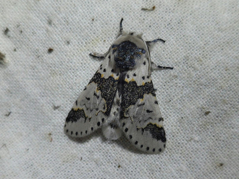 Furcula bicuspis - apáca-púposszövő