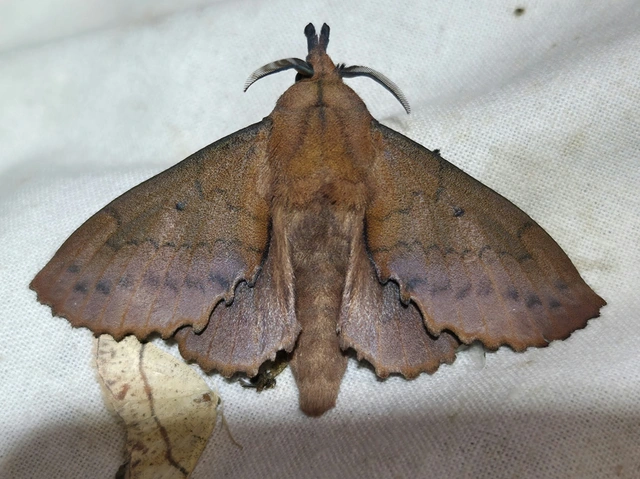 Gastropacha quercifolia - tölgylevélpohók