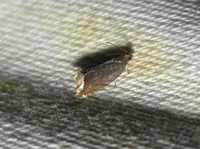 sötét horgasmoly - Ancylis selenana