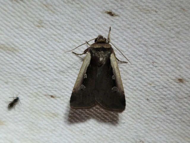 fehérszegélyű fűbagoly - Ochropleura plecta