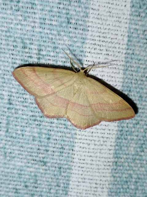 Rhodostrophia vibicaria - pirosszélű araszoló