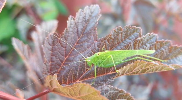 Phaneroptera