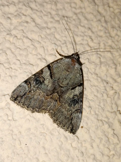 Catocala hymenaea - kökény-övesbagoly