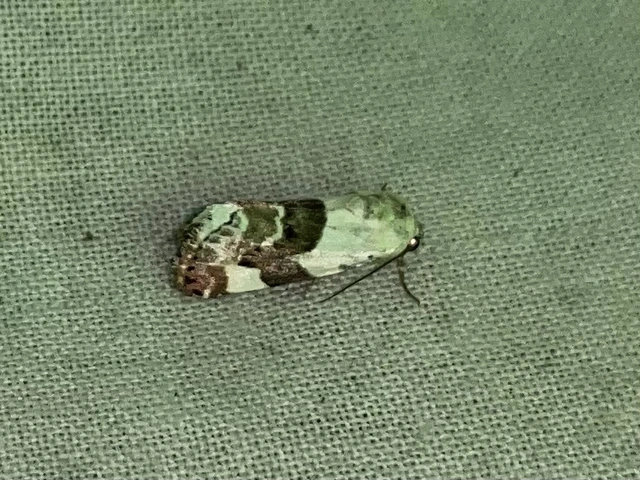 Acontia lucida - fehér nappalibagoly