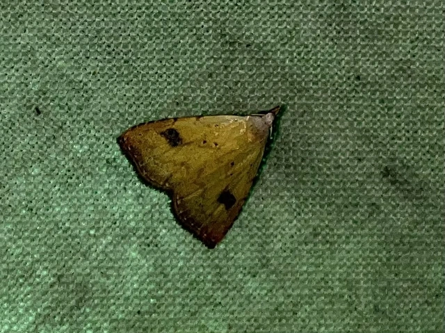 Rivula sericealis - selymes lórombagoly