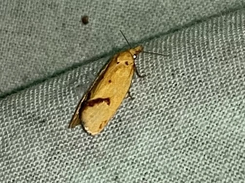 Agapeta hamana - közönséges sárgamoly