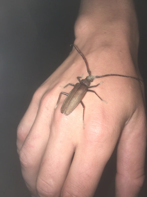 Aegosoma scabricorne - diófacincér