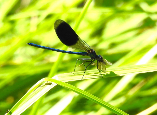 Calopteryx splendens - sávos szitakötő