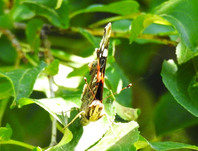 Vanessa atalanta - atalantalepke