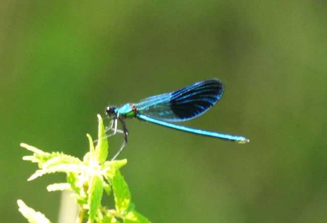 Calopteryx splendens - sávos szitakötő