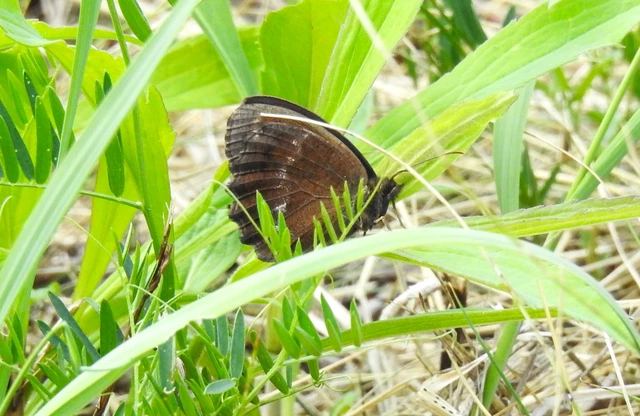 Minois dryas - fekete szemeslepke