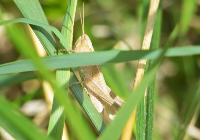 Chorthippus (Chorthippus) (subgenus)