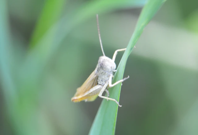 Chorthippus apricarius - szélesszárnyú tarlósáska