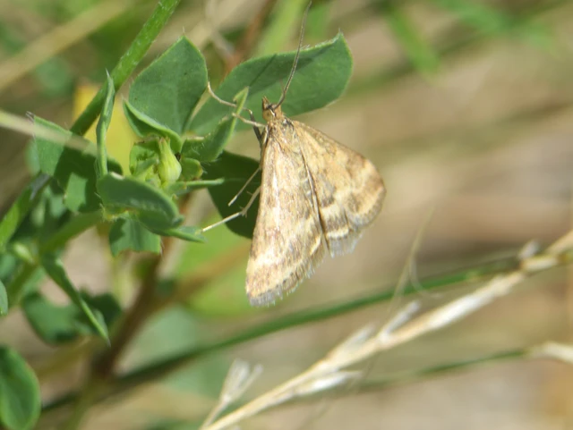 Pyrausta despicata - réti bíbormoly