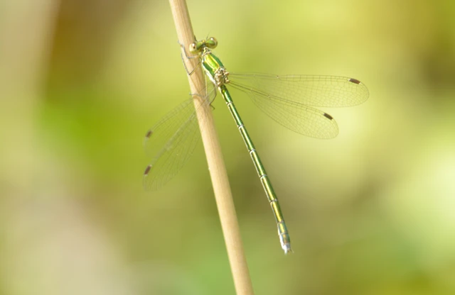 Lestes virens vestalis - kis rablószitakötő
