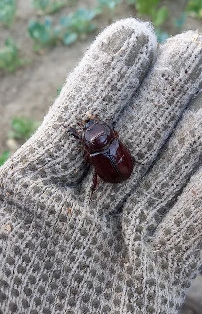Oryctes nasicornis - orrszarvú bogár