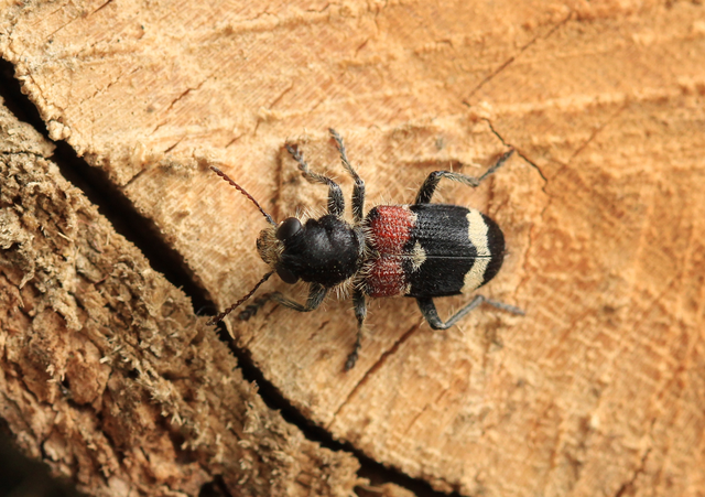 Clerus mutillarius - feketenyakú szúfarkas