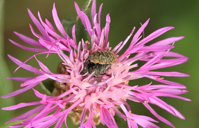 Larinus obtusus - imola-púderbarkó