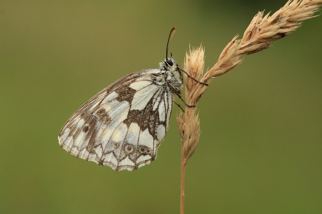 Melanargia galathea - sakktáblalepke