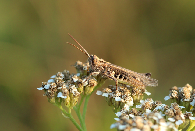 Chorthippus mollis - halk tarlósáska