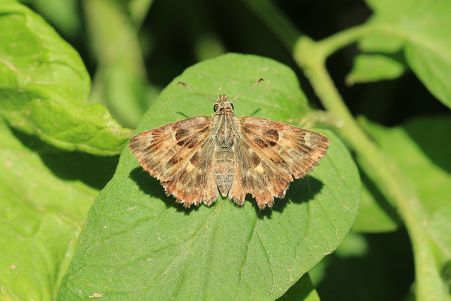 Carcharodus alceae - mályva-busalepke