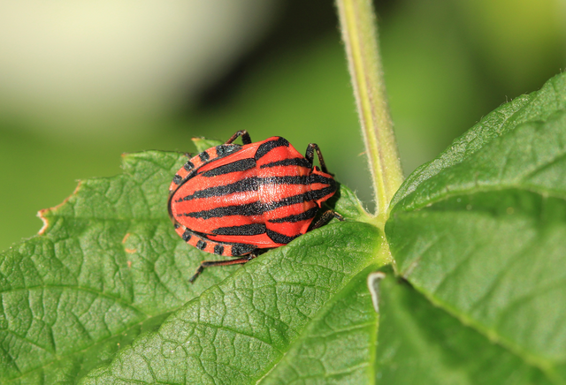 Graphosoma italicum - csíkos pajzsospoloska