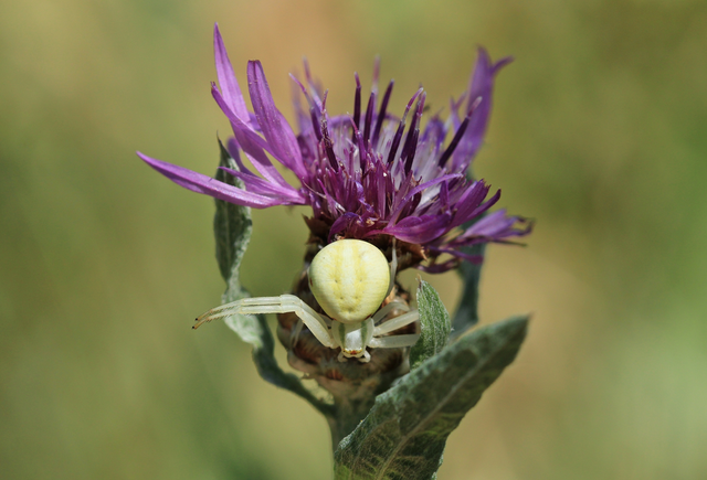 Misumena vatia - viráglakó karolópók