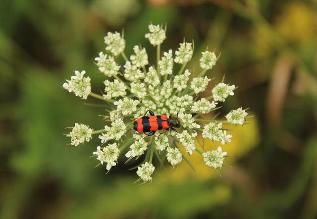Trichodes apiarius - szalagos méhészbogár