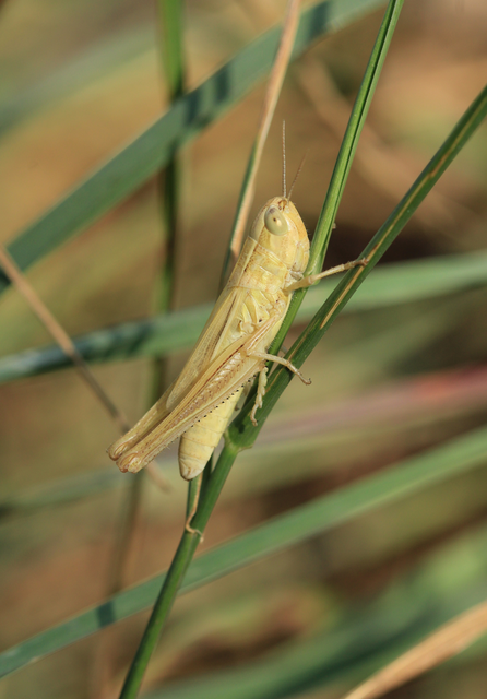 Euchorthippus declivus - rövidszárnyú rétisáska