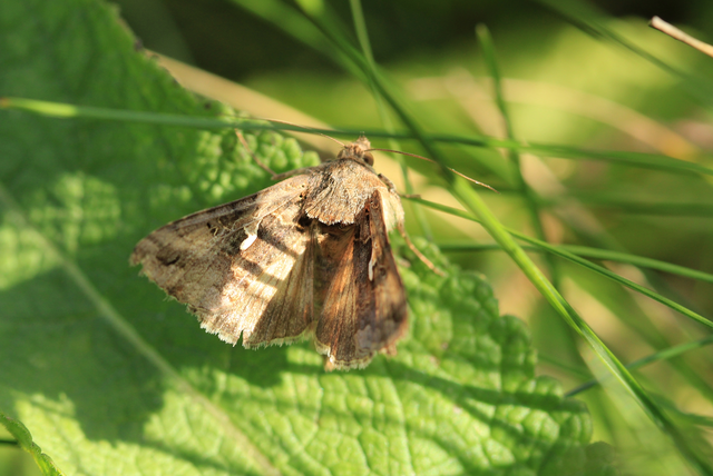 Autographa gamma - gammalepke