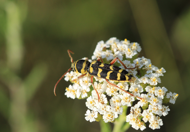 Echinocerus floralis - lucerna-darázscincér