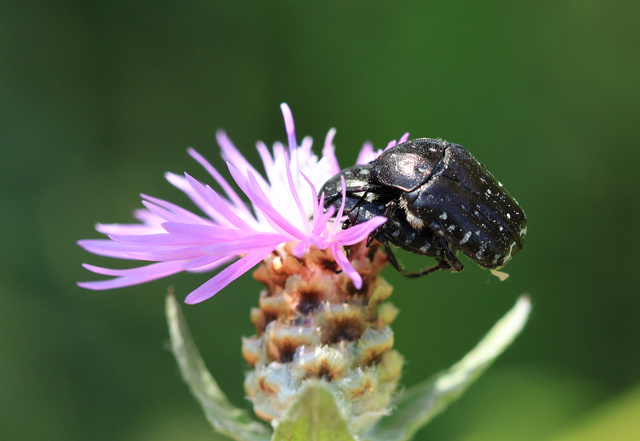 Oxythyrea funesta - sokpettyes virágbogár