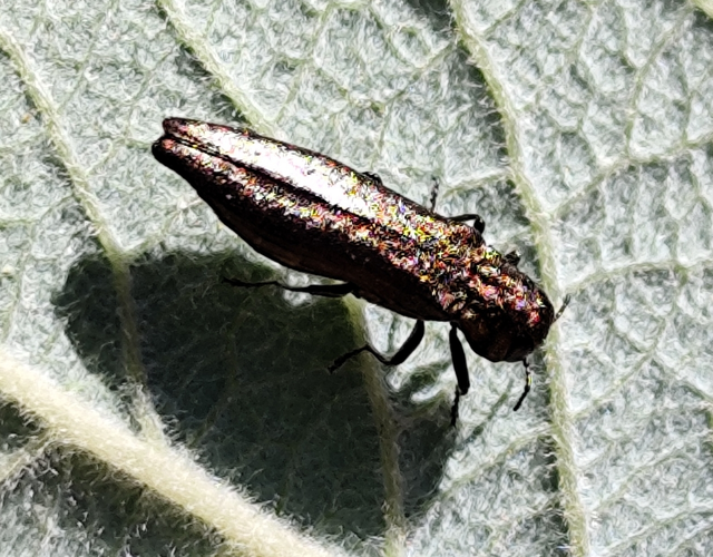 Agrilus viridis - változékony karcsúdíszbogár