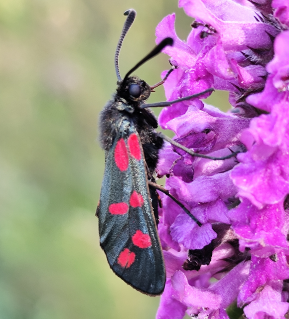 Zygaena filipendulae - acélszínű csüngőlepke
