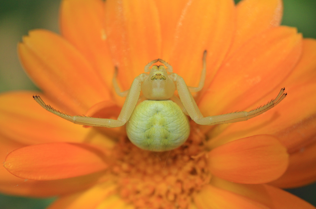 Misumena vatia - viráglakó karolópók