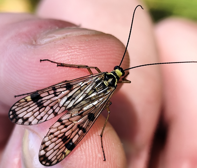Panorpa hybrida