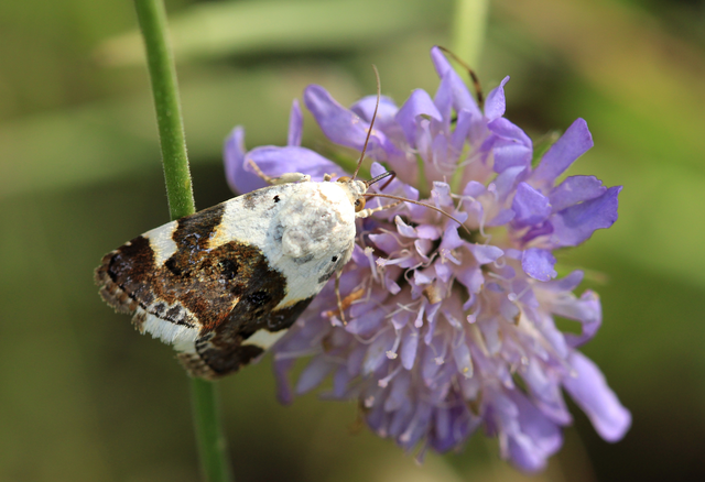 Acontia lucida - fehér nappalibagoly