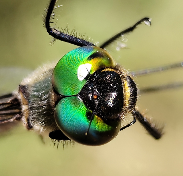 Somatochlora flavomaculata - sárgafoltos smaragdszitakötő