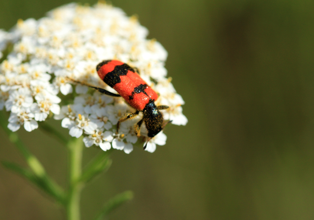 Trichodes apiarius - szalagos méhészbogár