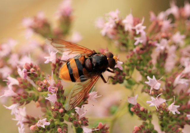 Volucella zonaria - kétöves pihelégy Volucella zonaria - kétöves pihelégy
