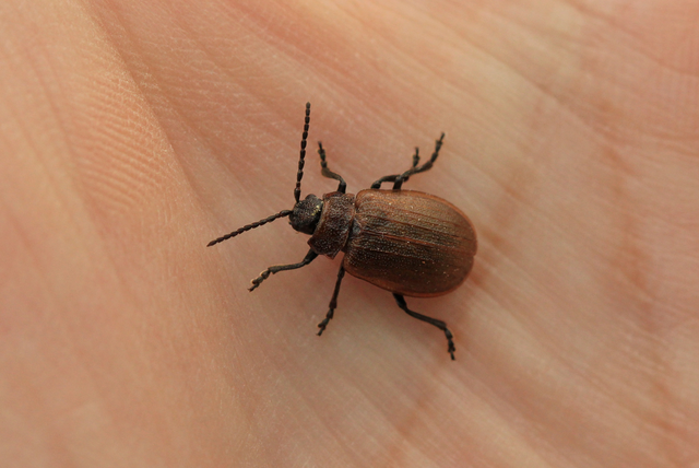 Galeruca pomonae - barna olajosbogár